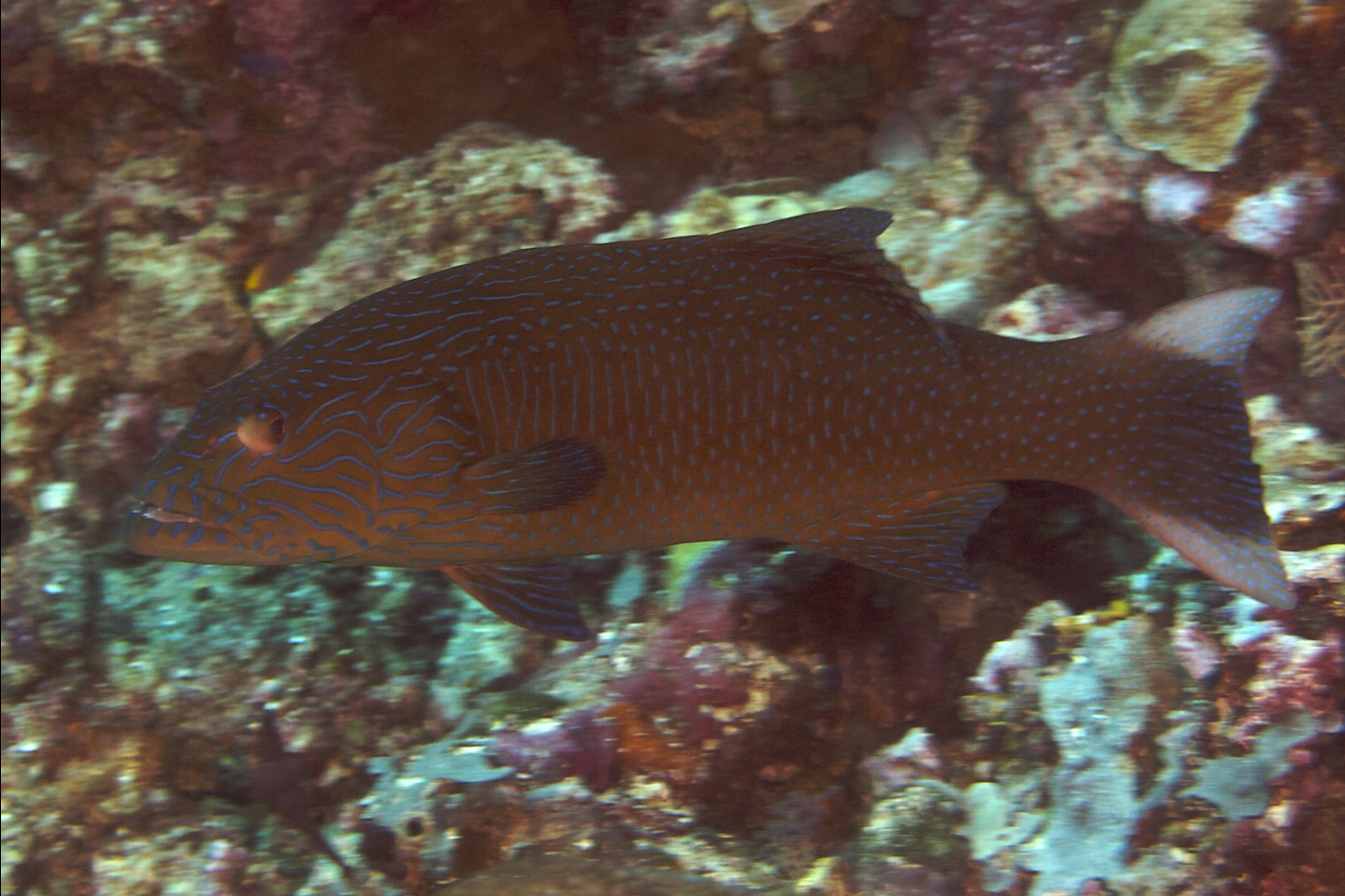 Highfin coral grouper