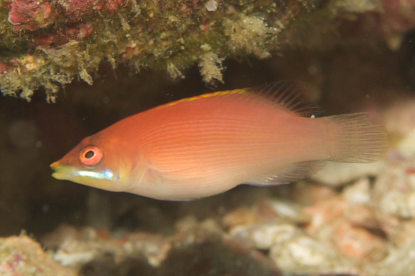 Disappearing wrasse