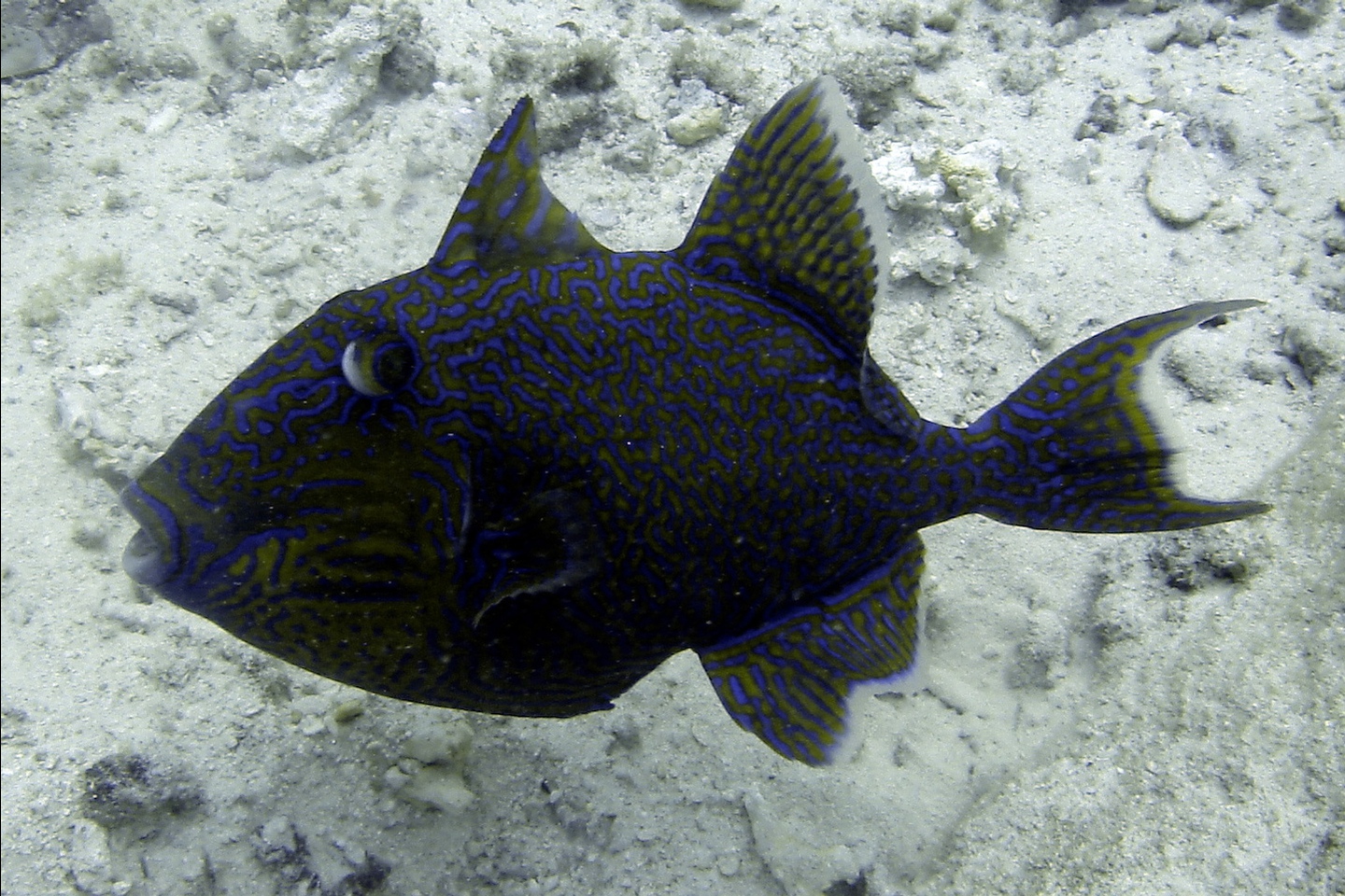 Yellow-spotted triggerfish