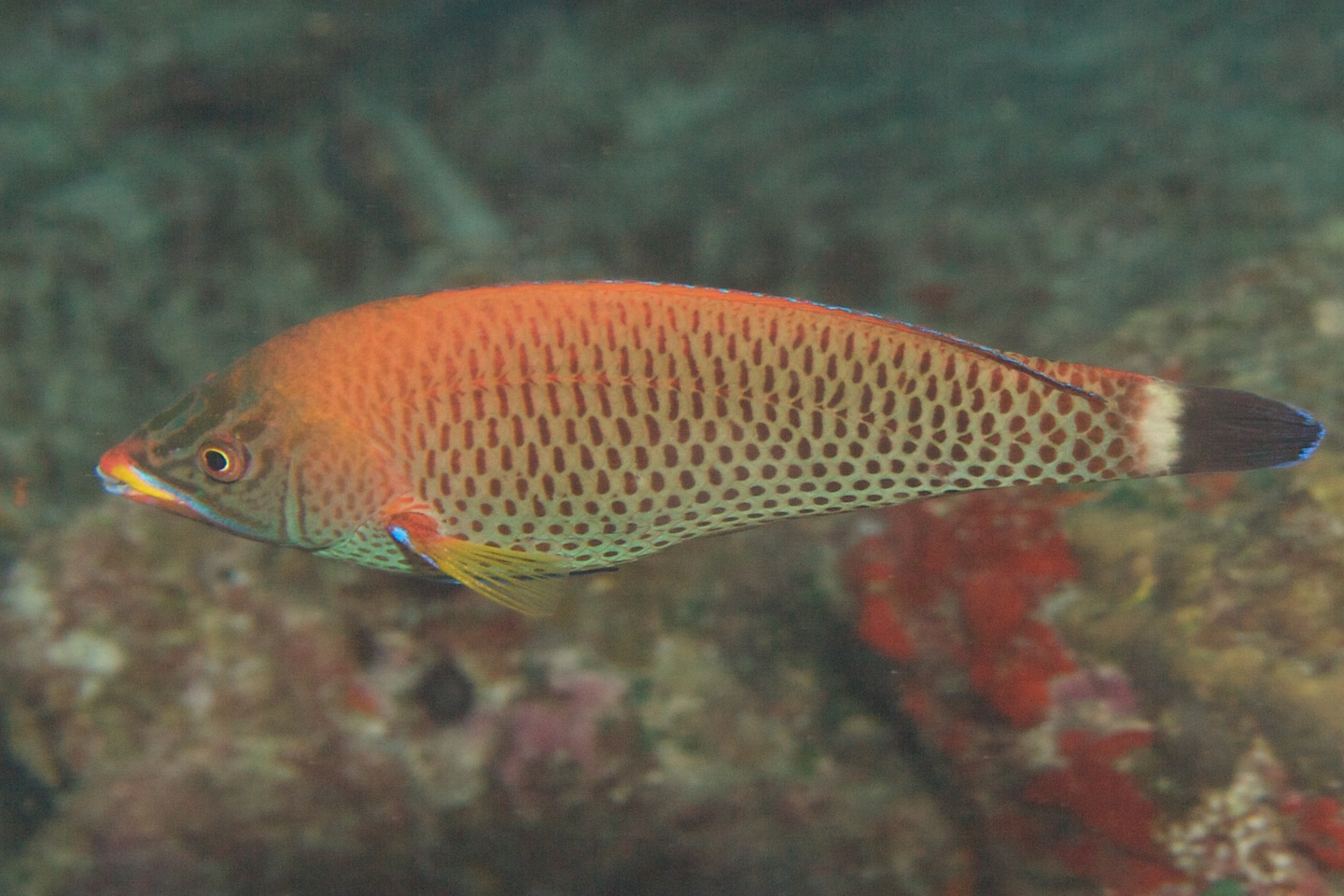 Chiseltooth wrasse