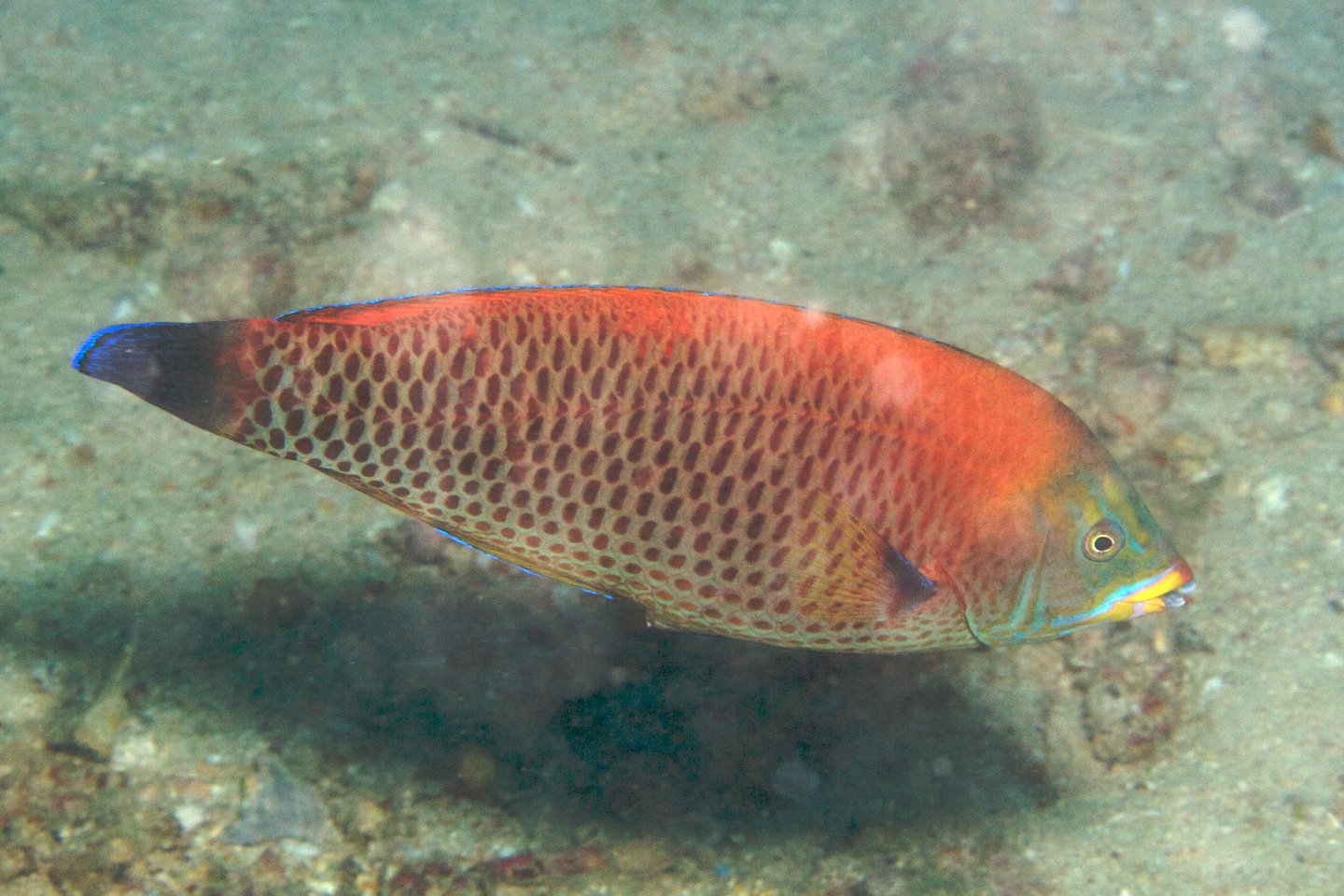 Chiseltooth wrasse