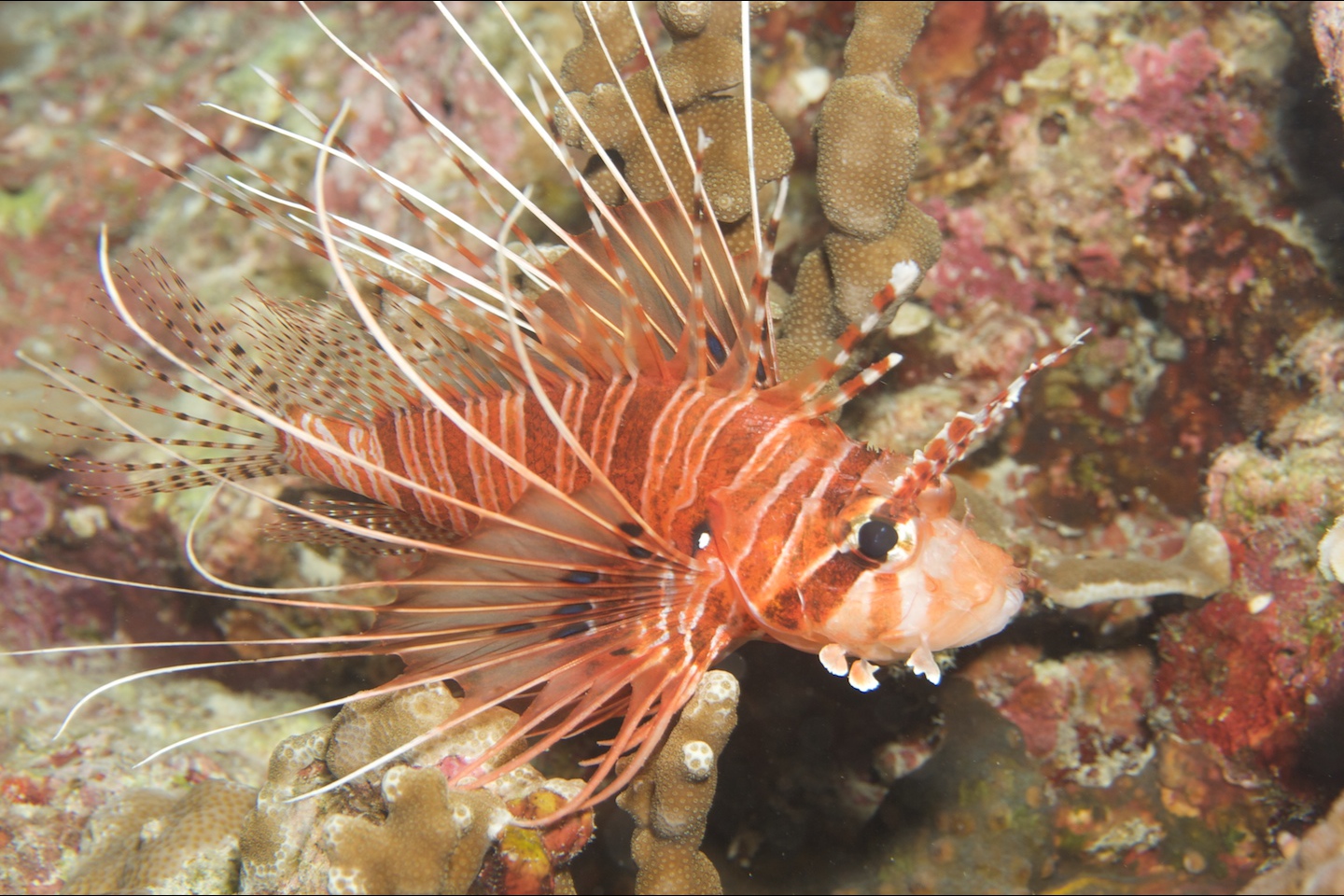 Broadbarred firefish