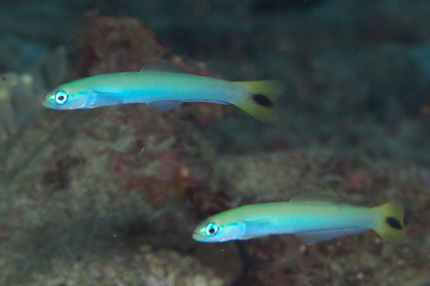 Spottail dartfish