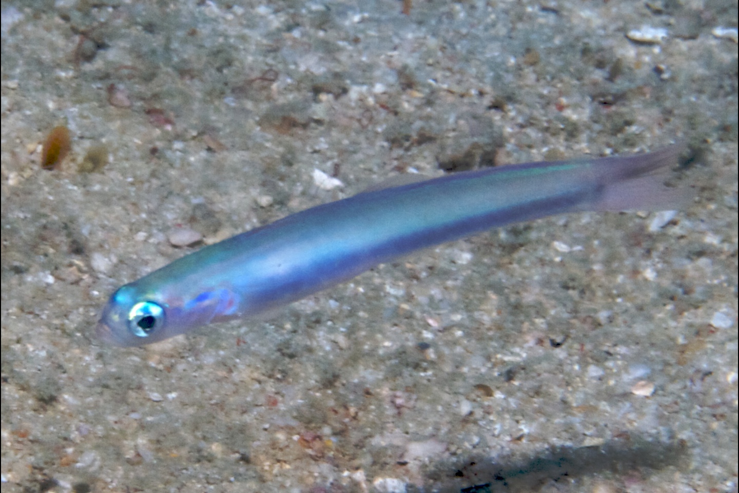Roundtail dartfish