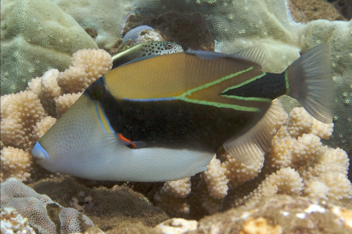Wedgetail triggerfish