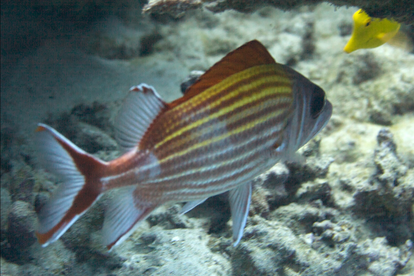 Yellow-striped squirrelfish
