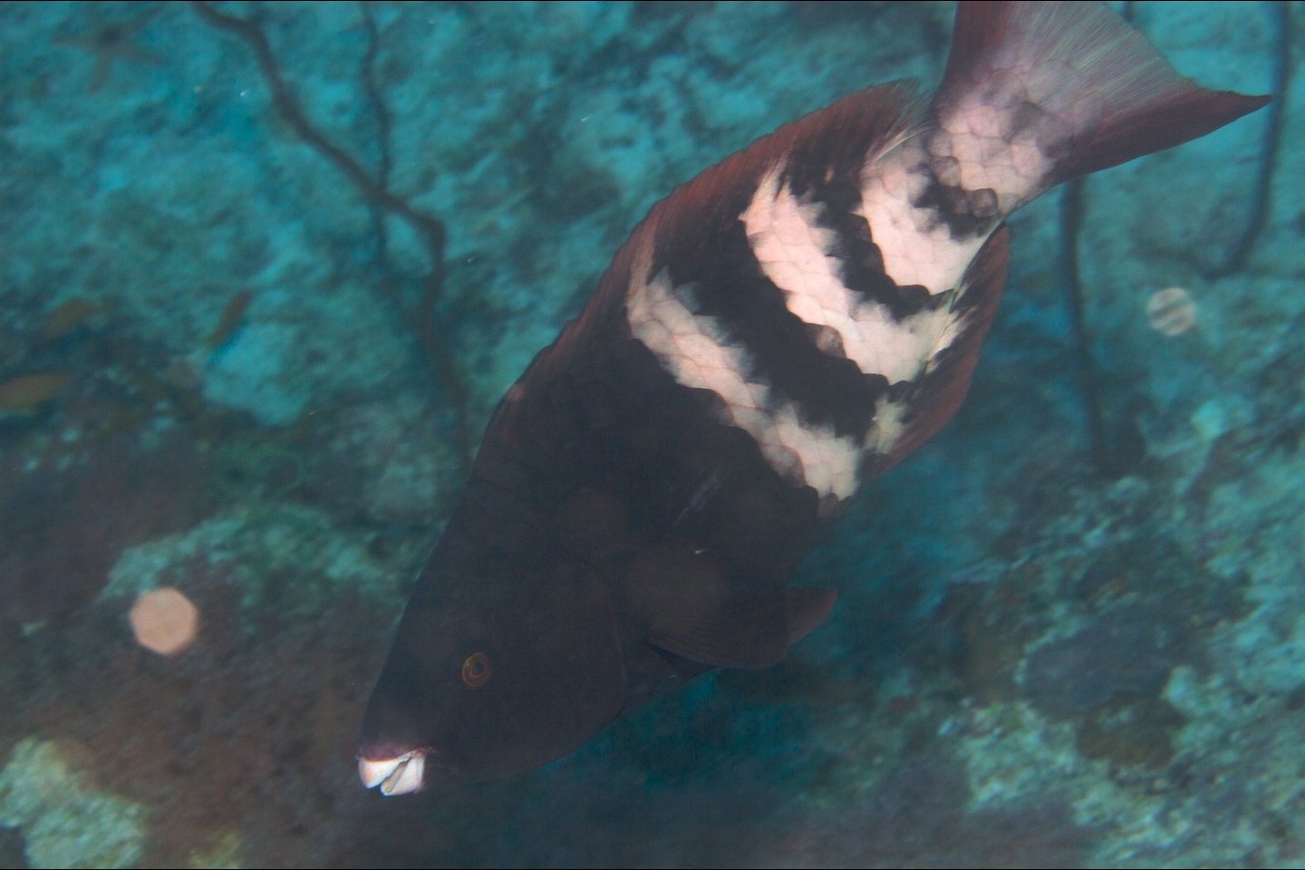 Bartail parrotfish