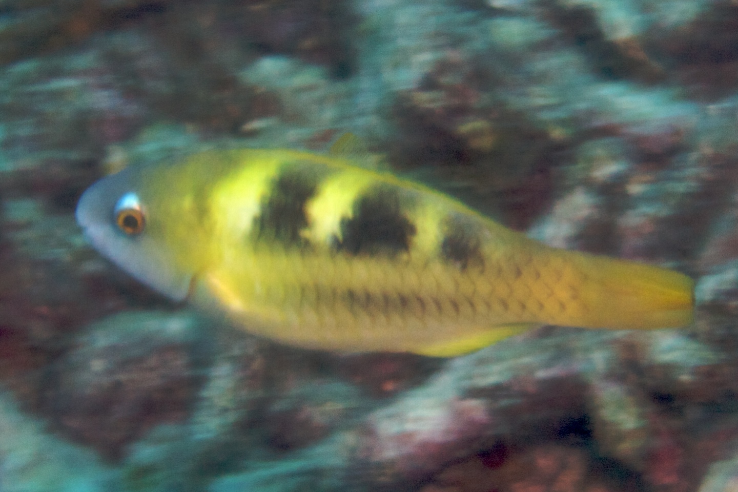 Yellow-barred parrotfish