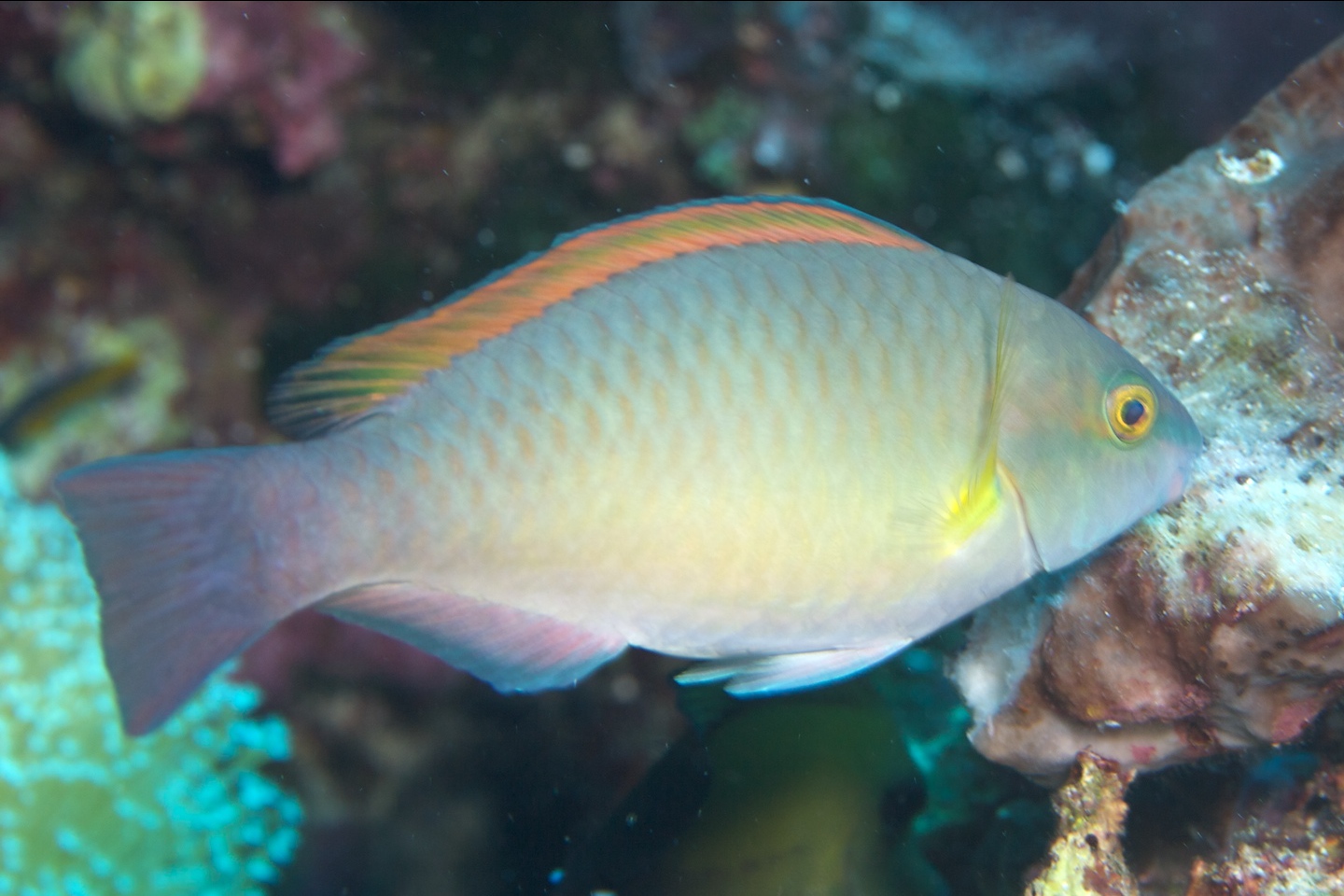 Yellowfin parrotfish