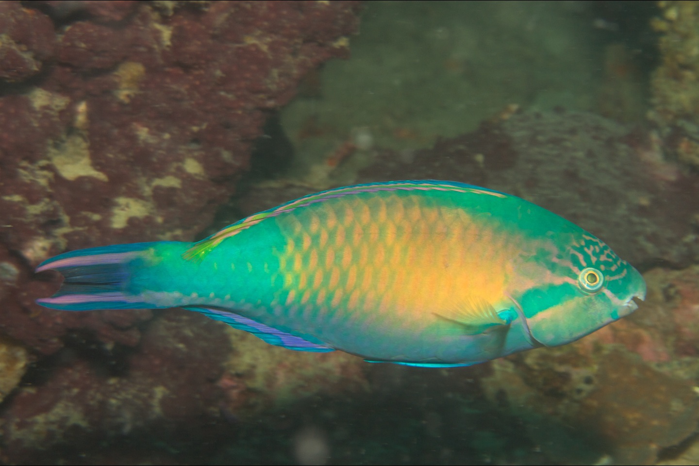 East indies parrotfish