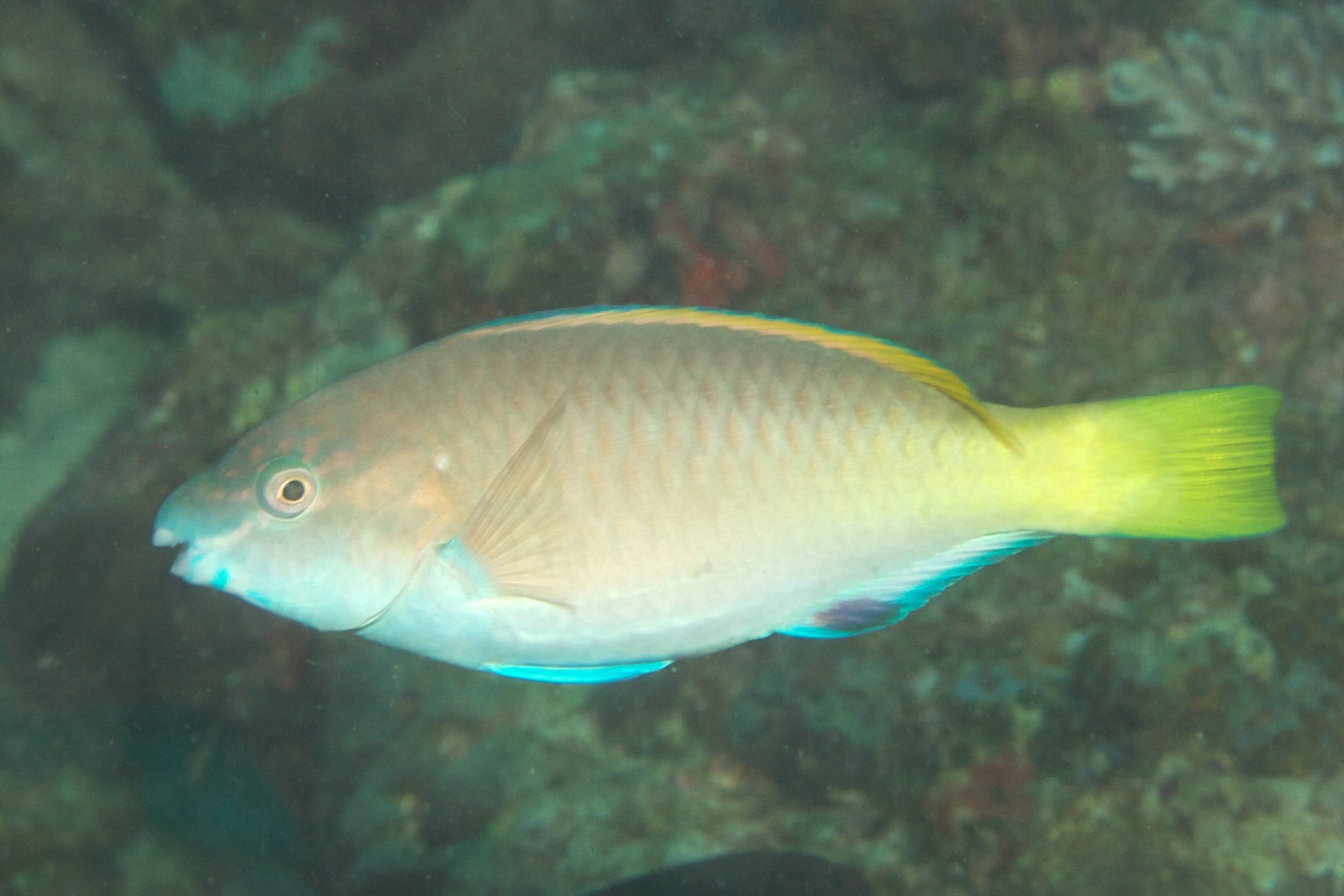 East indies parrotfish