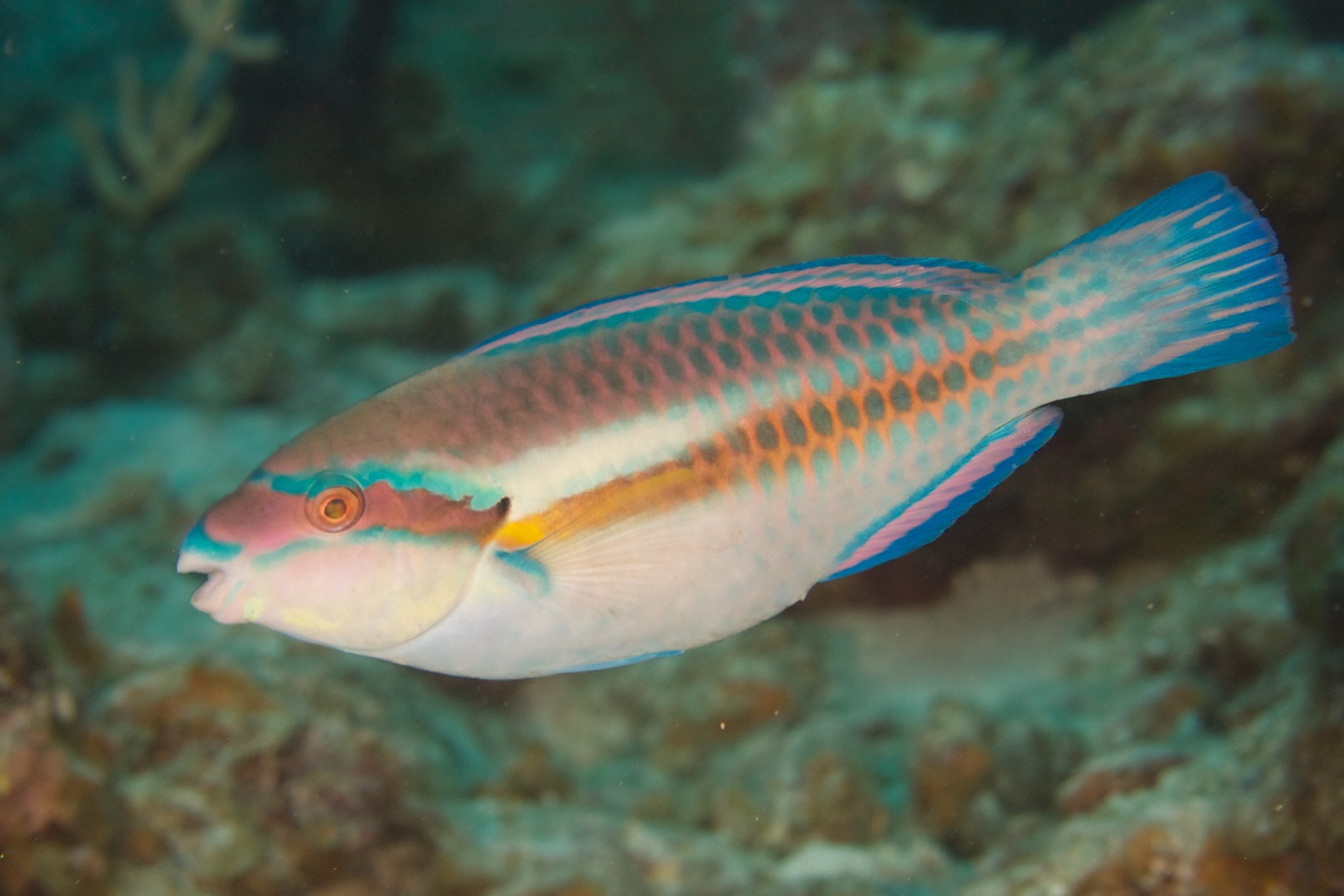 Striped parrotfish