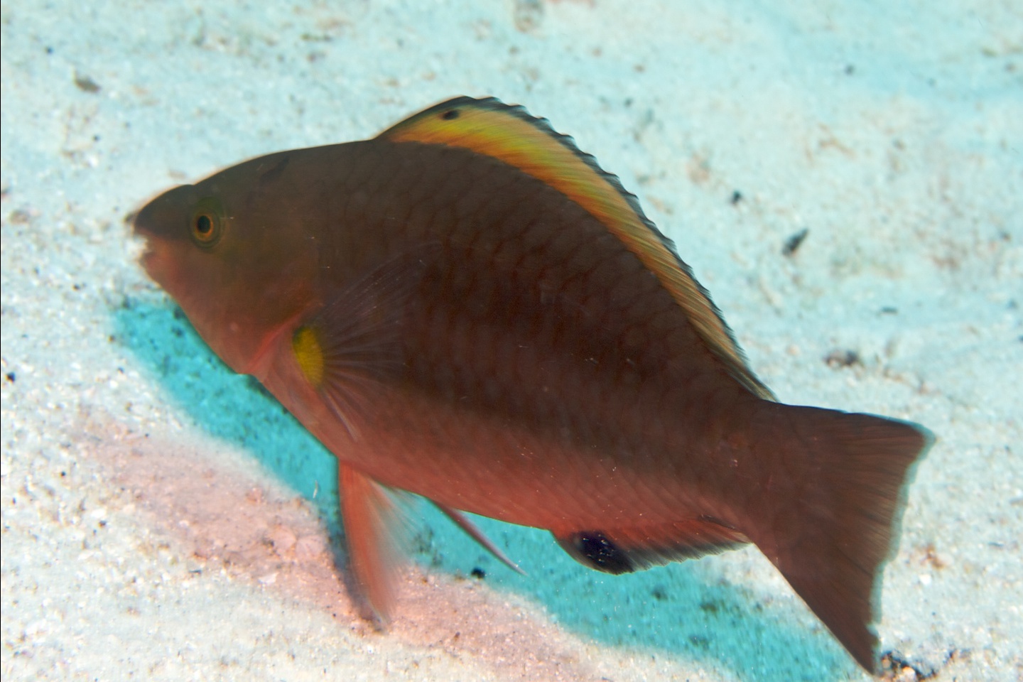 Spot fin parrotfish