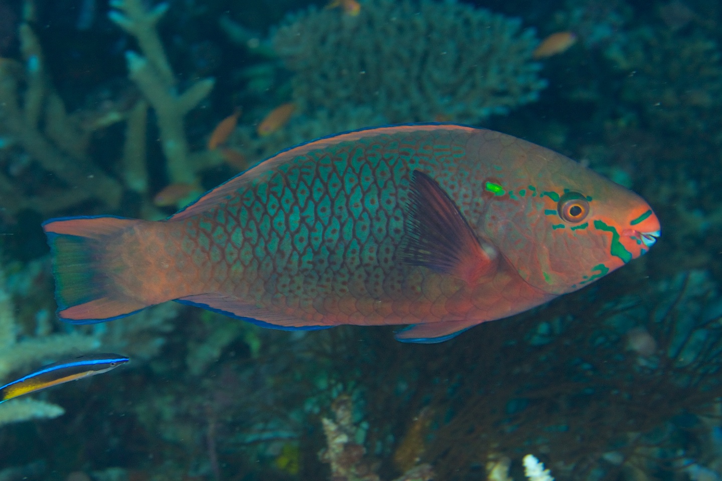 Dusky parrotfish