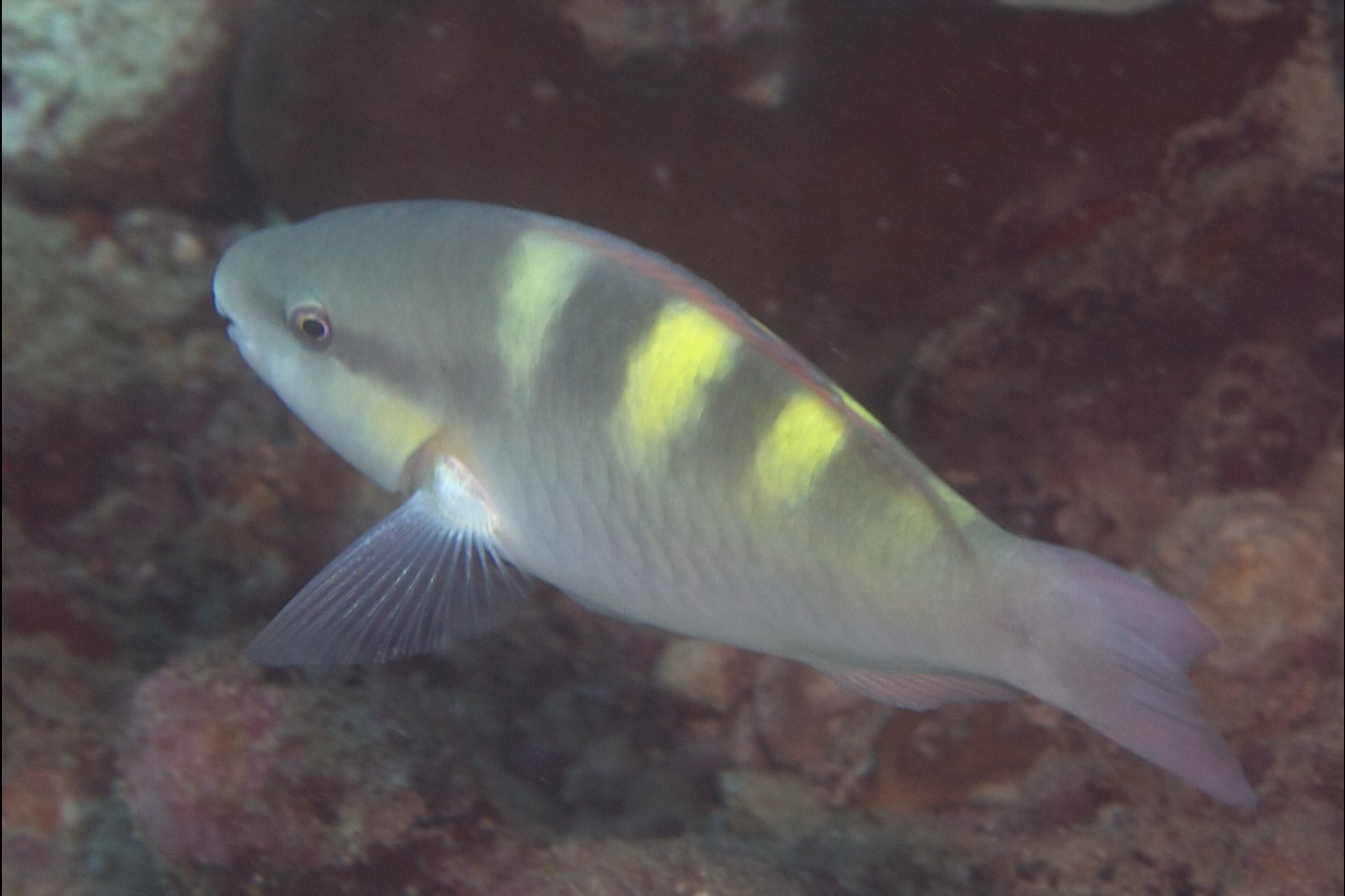 Yellowbar parrotfish