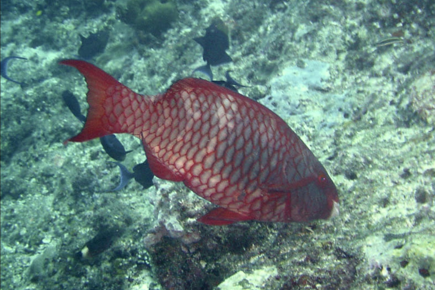 Red parrotfish
