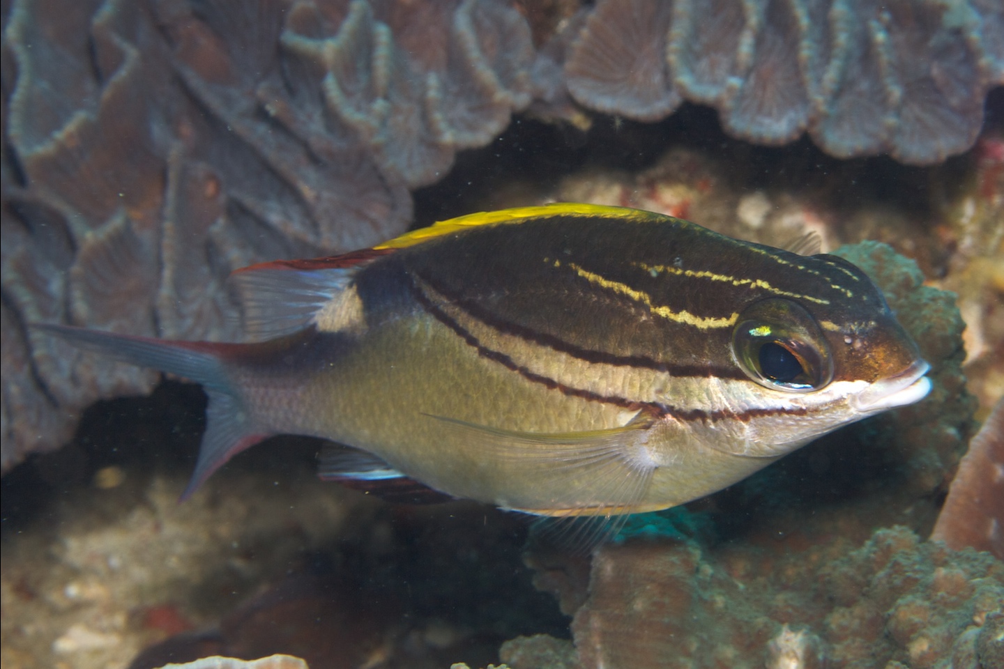 Two-lined monocle bream