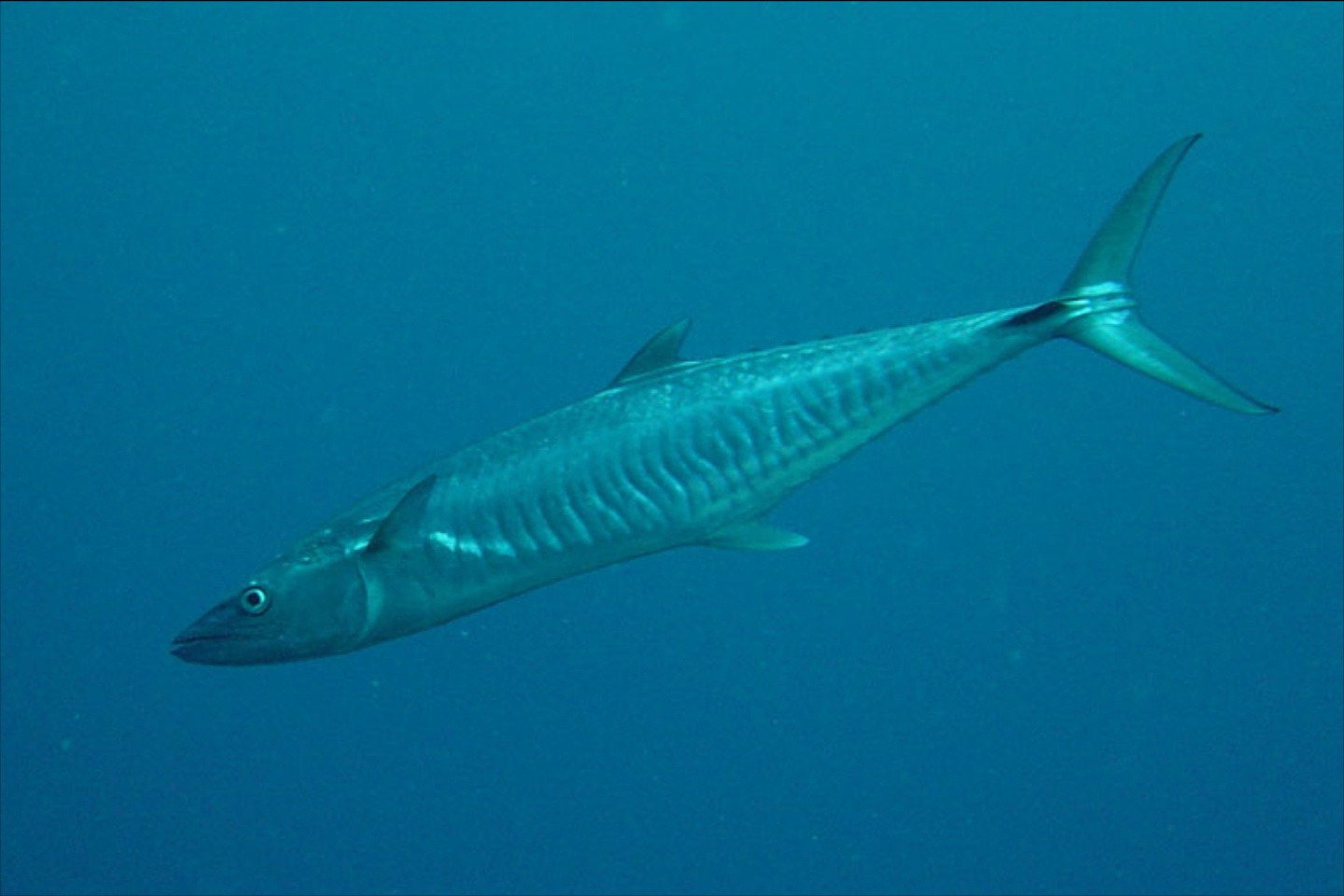 Narrow barred spanish mackerel