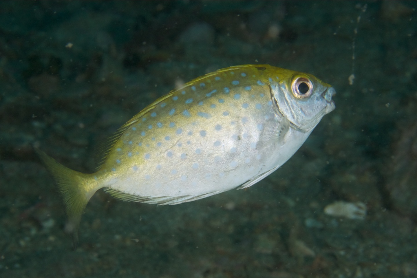 White-spotted spinefoot