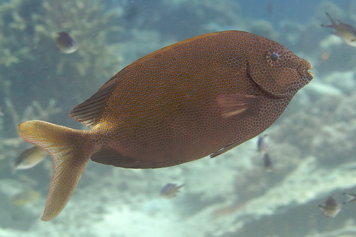 Gold-spotted rabbitfish
