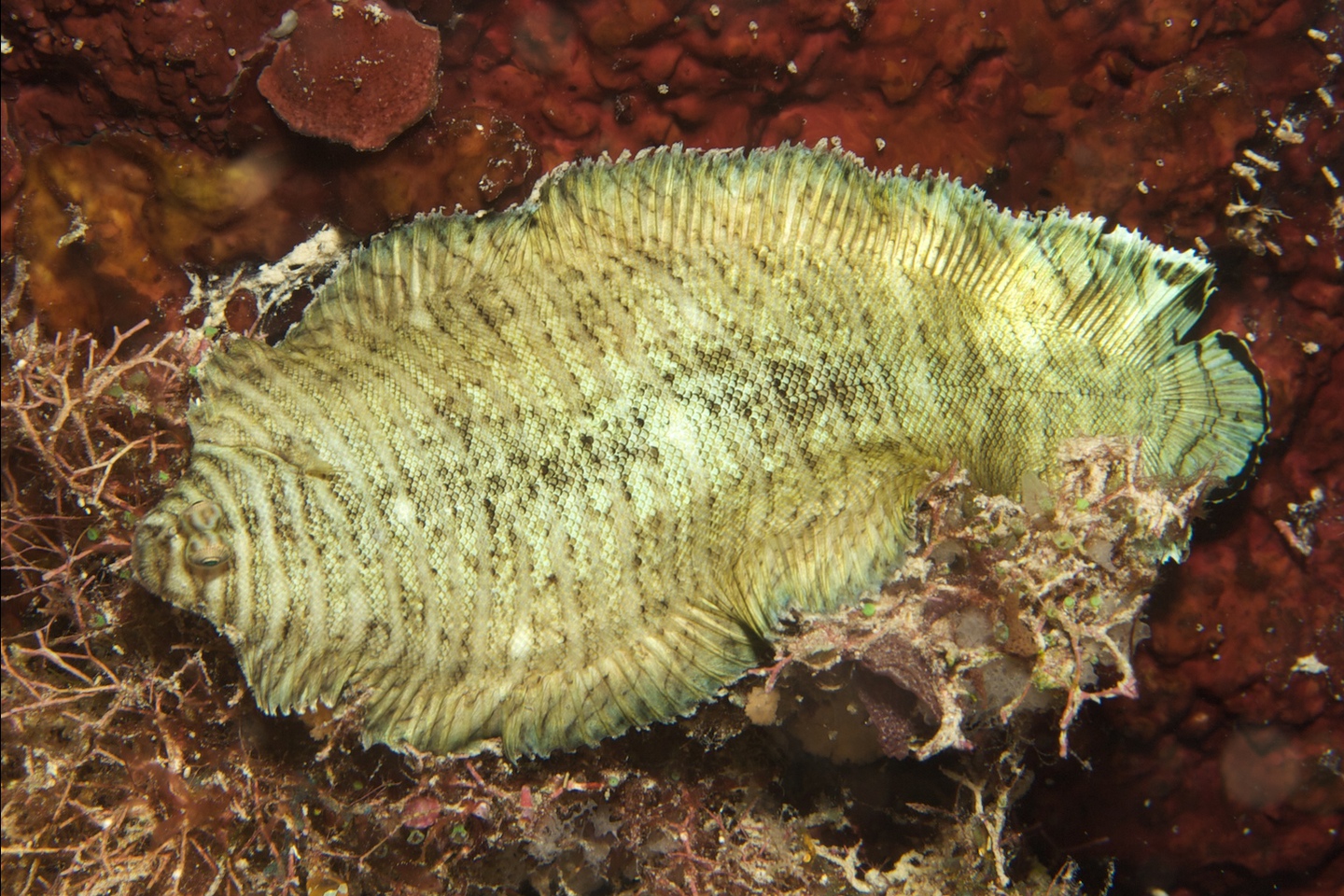 Banded sole