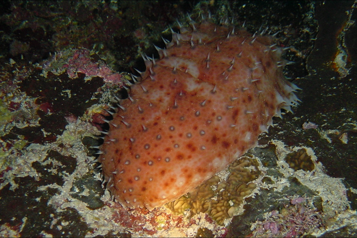 Night-wandering sea cucumber