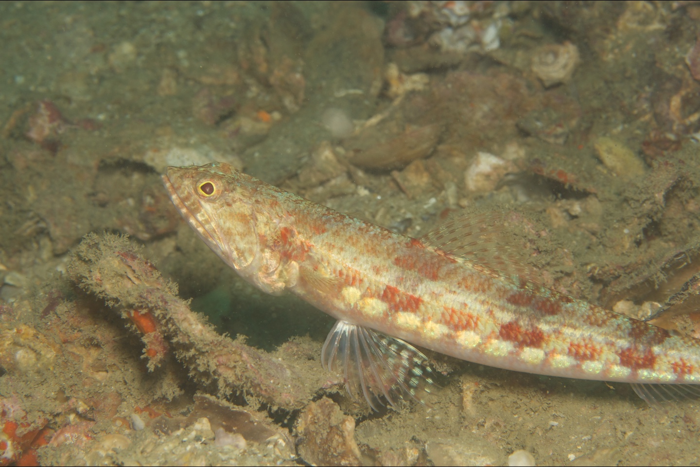 Reef lizardfish