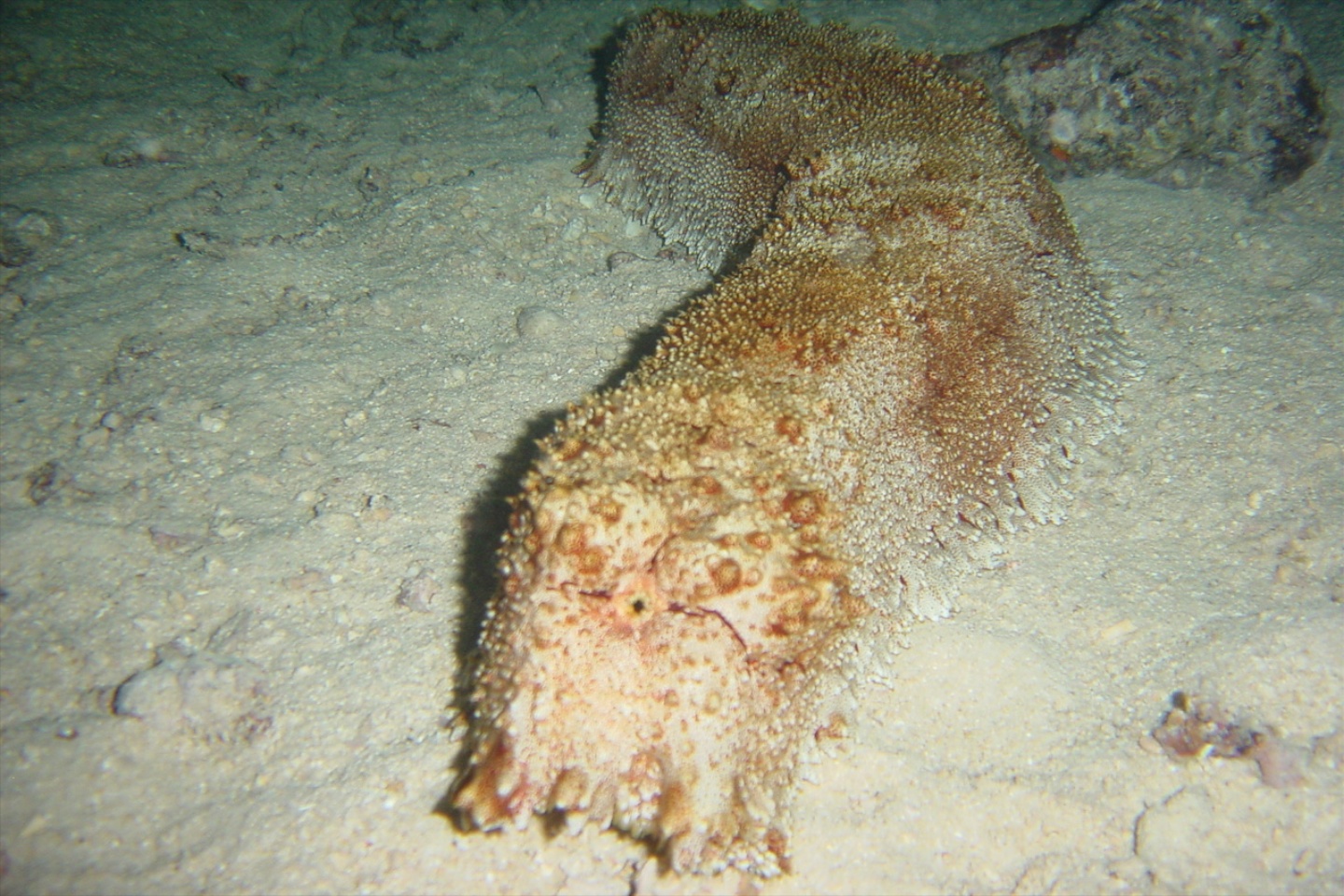 Amberfish sea cucumber