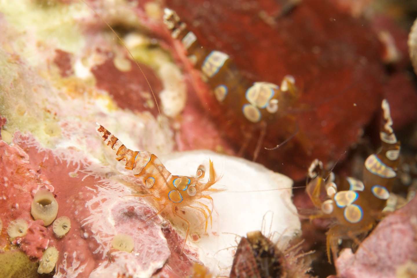 Squat shrimp