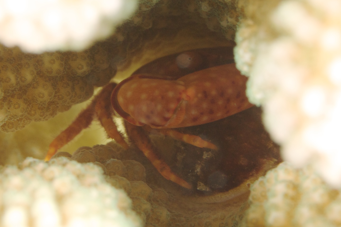 Yellow-spotted guard crab