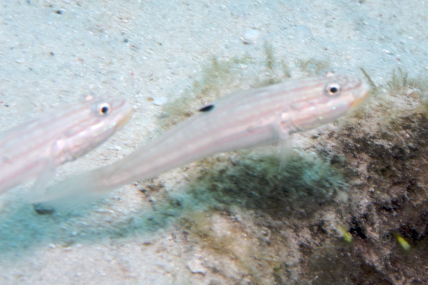 Mural goby