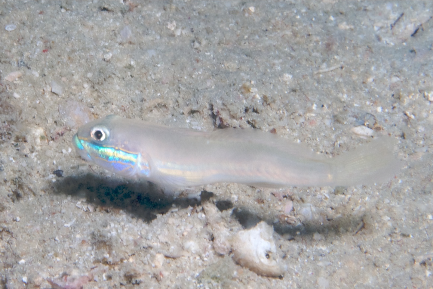 Greenband goby